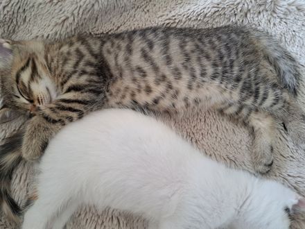 Kitten Katzen Hauskatzen Europäisch Kurzhaar Glückskatze und Tabby Babykatze Katze