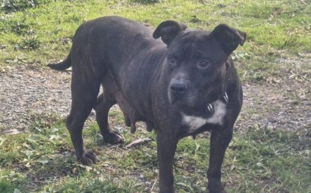 Liebenswerte Luisa sucht Familienanschluss