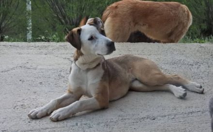 Liebenswerte und charmante Lilou sucht Zuhause