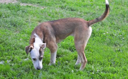Liebenswerte und charmante Lilou sucht Zuhause