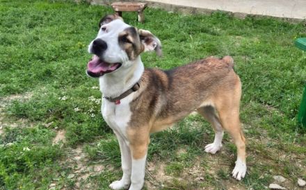 Liebenswerte und charmante Lilou sucht Zuhause