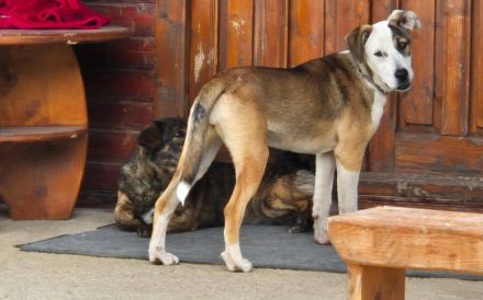 Liebenswerte und charmante Lilou sucht Zuhause