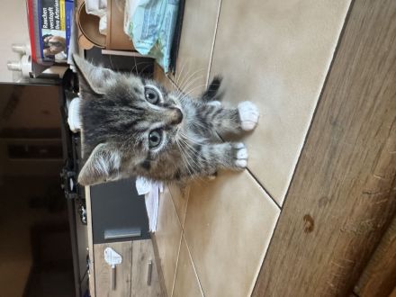 Kitten 7 Wochen alt