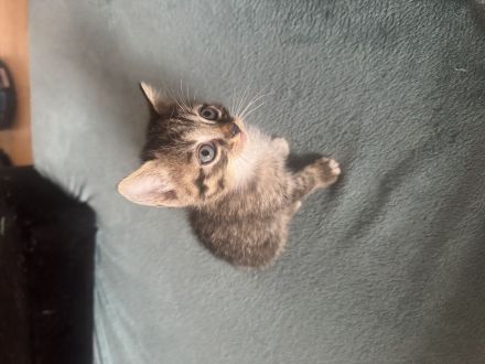Kitten 7 Wochen alt