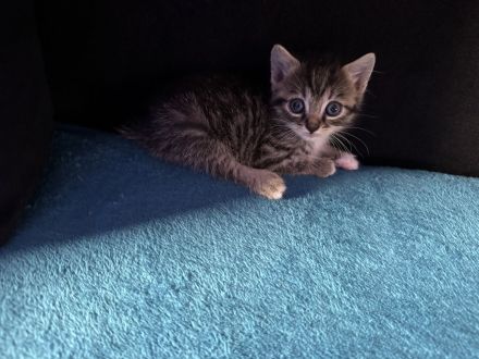 Kitten 7 Wochen alt