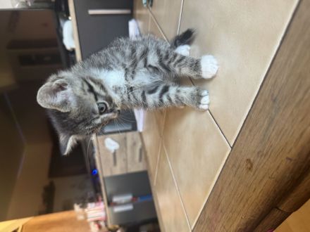 Kitten 7 Wochen alt