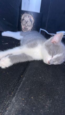 Nala mit einer wunderschönen Farbe sucht dringend ein neues Zuhause