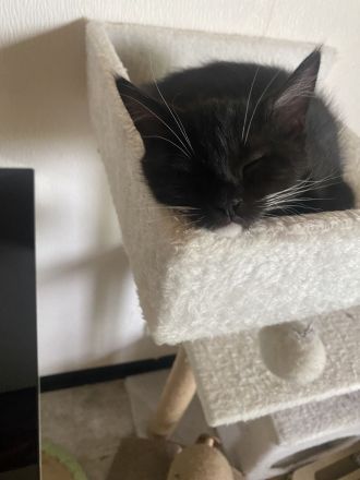 Zuckersüße Main Coon Mix Babys