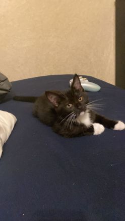 Zuckersüße Main Coon Mix Babys