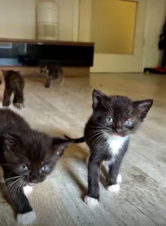 Zuckersüße Main Coon Mix Babys