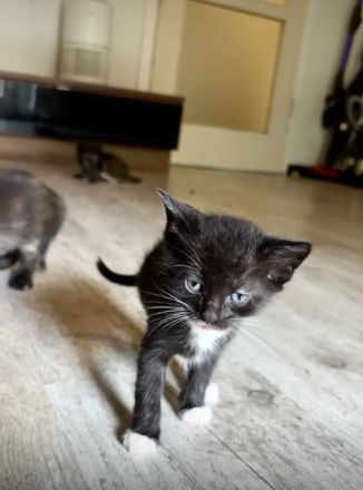 Zuckersüße Main Coon Mix Babys
