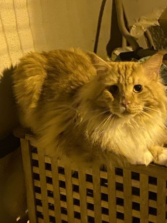 Zuckersüße Main Coon Mix Babys