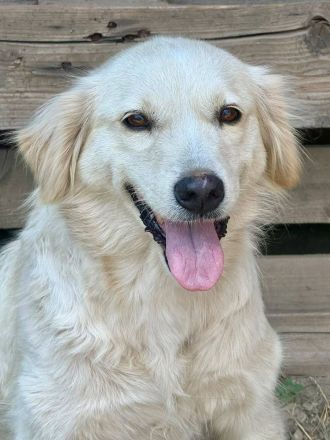 Marilyn, 8 Jahre, ein freundliches Mädel, möchte ein neues Zuhause finden