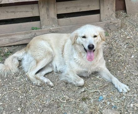 Marilyn, 8 Jahre, ein freundliches Mädel, möchte ein neues Zuhause finden