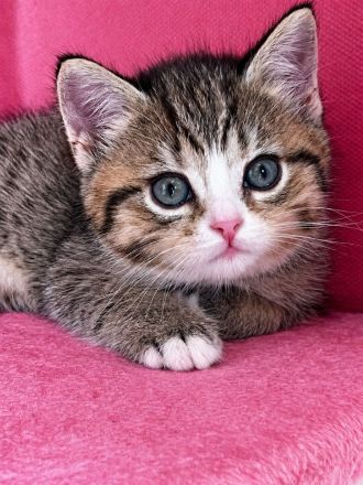 BKH Babykatzen zu verkaufen