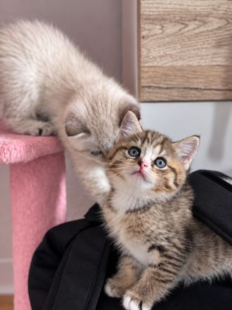 BKH Babykatzen zu verkaufen
