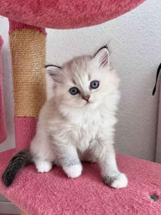 BKH Babykatzen zu verkaufen