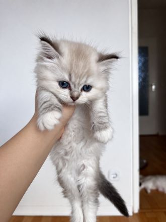 BKH Babykatzen zu verkaufen