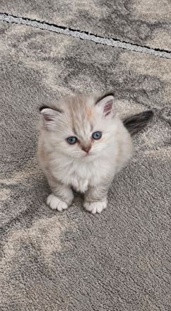 BKH Babykatzen zu verkaufen