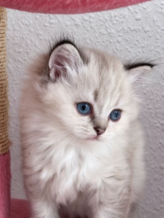 BKH Babykatzen zu verkaufen