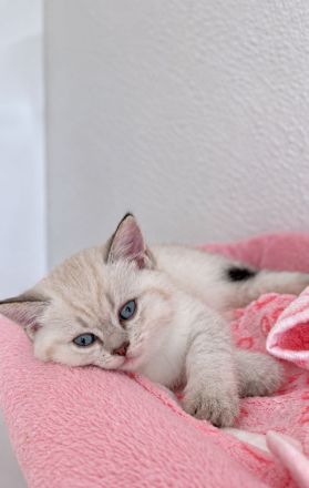 BKH Babykatzen zu verkaufen