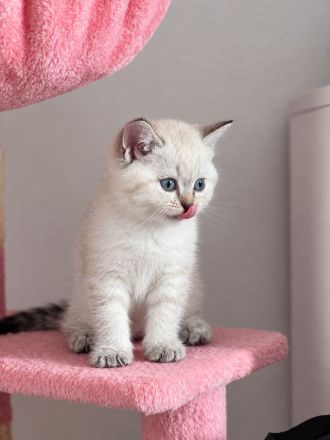 BKH Babykatzen zu verkaufen