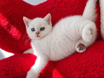 BKH Babykatzen zu verkaufen