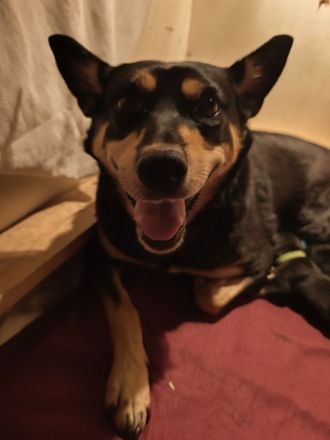 Australien Working Kelpie Welpen