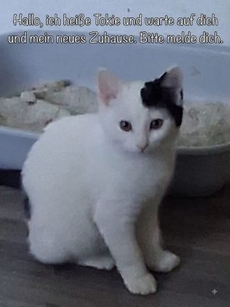 Katzen in liebevolle Hände abzugeben