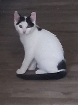 Katzen in liebevolle Hände abzugeben