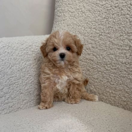 Maltipoo-Welpen