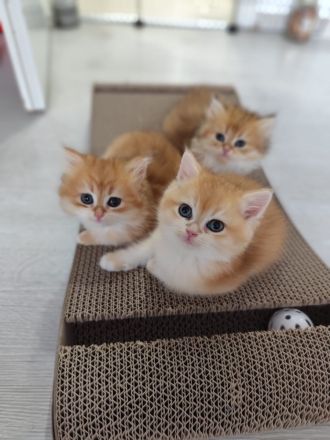 Golden Farben BKH Kitten.
