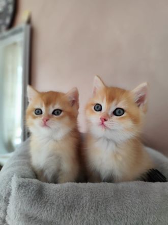 Golden Farben BKH Kitten.