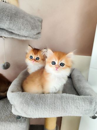 Golden Farben BKH Kitten.