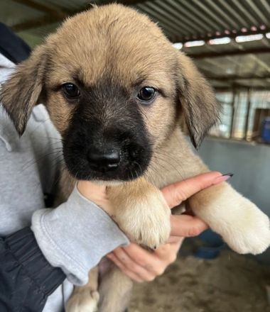 Eleanor, geb. ca. 11/2025, lebt in GRIECHENLAND, auf einer privaten Pflegestelle