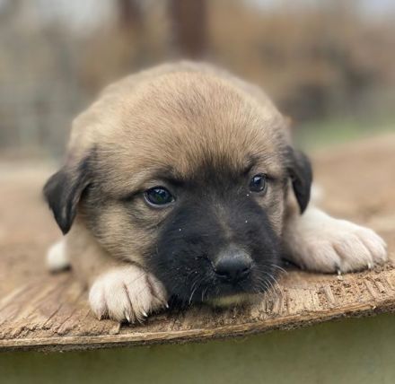 Eleanor, geb. ca. 11/2025, lebt in GRIECHENLAND, auf einer privaten Pflegestelle