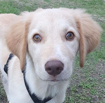 Fluffy-Boo, geb. ca. 04/2026, lebt auf einer Pflegstelle in 44651 Herne