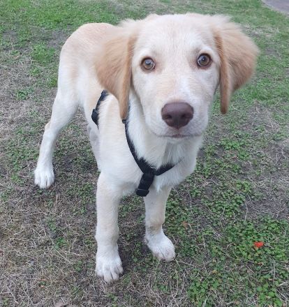 Fluffy-Boo, geb. ca. 04/2026, lebt auf einer Pflegstelle in 44651 Herne