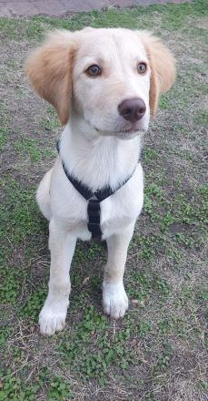 Fluffy-Boo, geb. ca. 04/2026, lebt auf einer Pflegstelle in 44651 Herne