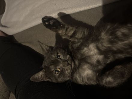 Kitten zu Verkaufen
