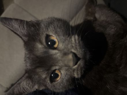 Kitten zu Verkaufen