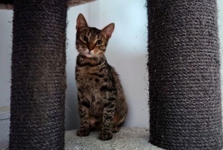 Katerlie sucht ein ruhiges Zuhause