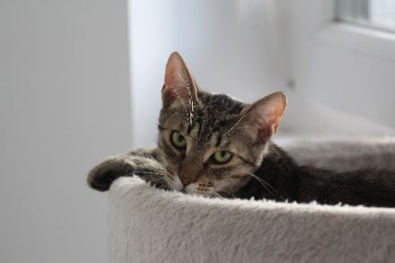 Katerlie sucht ein ruhiges Zuhause