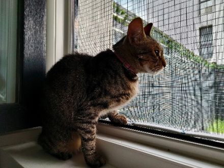 Katerlie sucht ein ruhiges Zuhause