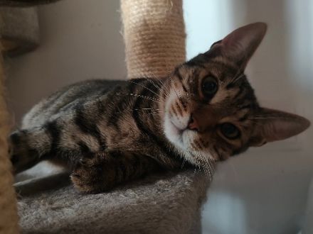 Katerlie sucht ein ruhiges Zuhause