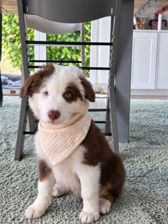 Australian-Shepherd-Welpe