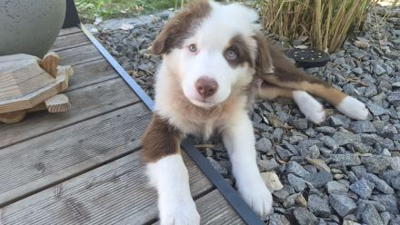 Australian-Shepherd-Welpe