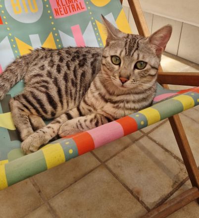 Pablo sucht ein Zuhause