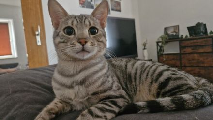 Pablo sucht ein Zuhause
