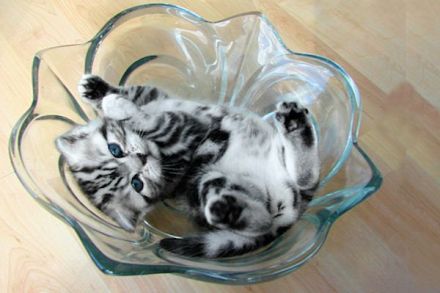BKH-Schmusekaterchen Amor, silbertabby classic (Whiskas) , Berlin-Nordost.